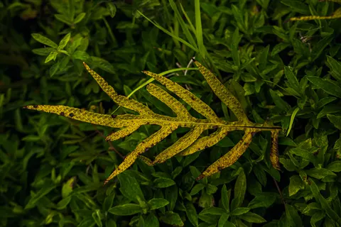 Fern Leaf 4K Wallpaper · flowers · 3840×2561