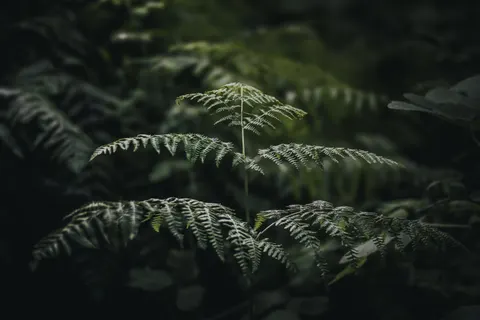Fern Leaf 4K Wallpaper · flowers · 3840×2560