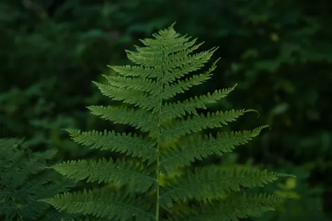 Fern Leaf 4K Wallpaper · flowers · 3840×2560