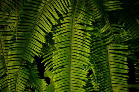 Fern Leaf 4K Wallpaper · flowers · 3840×2553
