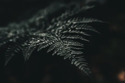 Fern Leaf 4K Wallpaper · flowers · 3840×2560