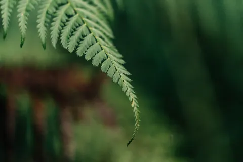 Fern Leaf 4K Wallpaper · flowers · 3840×2560