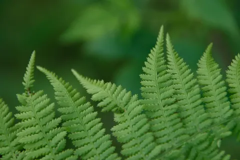 Fern Leaf 4K Wallpaper · flowers · 3840×2560