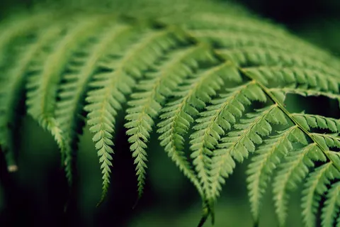 Fern Leaf 4K Wallpaper · flowers · 3840×2560