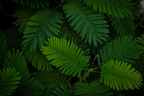 Fern Leaf 4K Wallpaper · flowers · 3840×2560