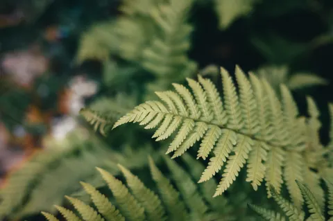 Fern Leaf 4K Wallpaper · flowers · 3840×2555