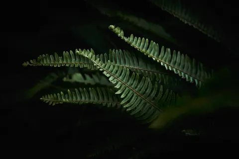 Fern Leaf 4K Wallpaper · flowers · 3840×2560
