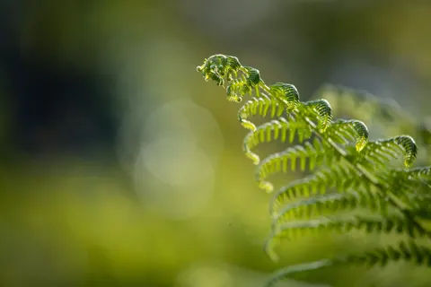 Fern Leaf 4K Wallpaper · flowers · 3840×2560