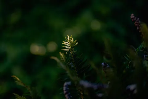 Fern Leaf 4K Wallpaper · flowers · 3840×2563