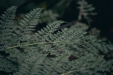 Fern Leaf 4K Wallpaper · flowers · 3840×2560