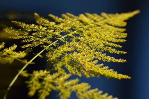 Fern Leaf 4K Wallpaper · flowers · 3840×2553
