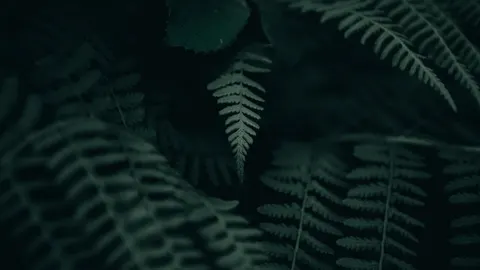 Fern Leaf 4K Wallpaper · flowers · 3840×2160