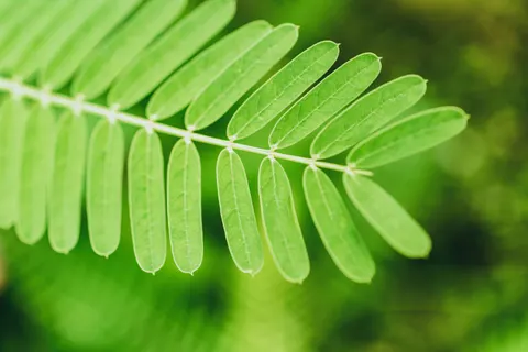 Fern Leaf 4K Wallpaper · flowers · 3840×2560