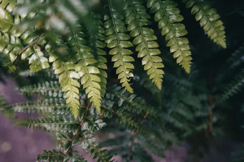 Fern Leaf 4K Wallpaper · flowers · 3840×2555