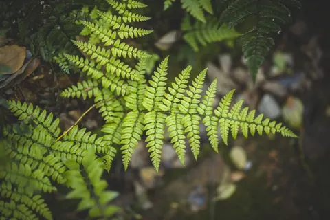 Fern Leaf 4K Wallpaper · flowers · 3840×2563