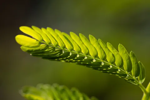 Fern Leaf 4K Wallpaper · flowers · 3840×2561