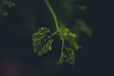 Fern Leaf 4K Wallpaper · flowers · 3840×2560