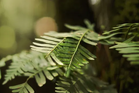 Fern Leaf 4K Wallpaper · flowers · 3840×2560