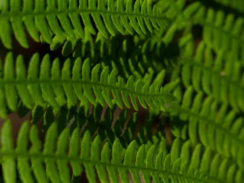 Fern Leaf 4K Wallpaper · flowers · 3840×2880