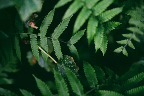 Fern Leaf 4K Wallpaper · flowers · 3840×2560