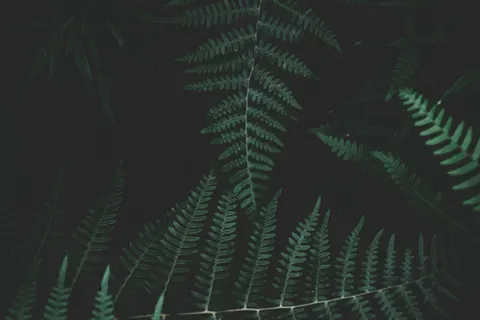 Fern Leaf 4K Wallpaper · flowers · 3840×2560