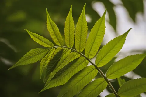 Fern Leaf 4K Wallpaper · flowers · 3840×2560