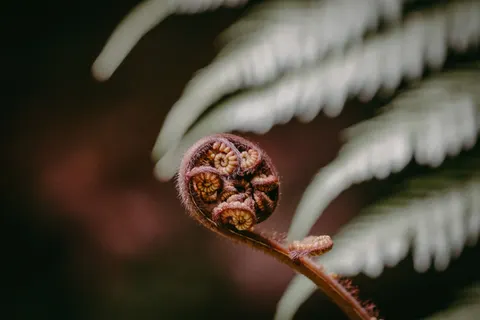 Fern Leaf 4K Wallpaper · flowers · 3840×2560