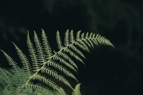 Fern Leaf 4K Wallpaper · flowers · 3840×2560