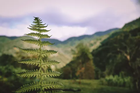 Fern Leaf 4K Wallpaper · flowers · 3840×2560