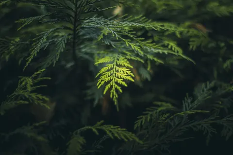 Fern Leaf 4K Wallpaper · flowers · 3840×2560