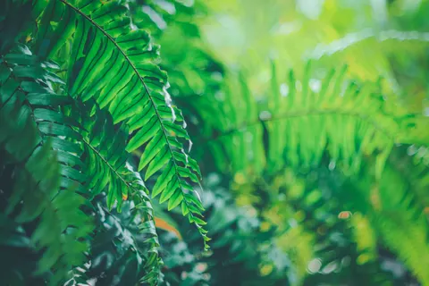 Fern Leaf 4K Wallpaper · flowers · 3840×2560