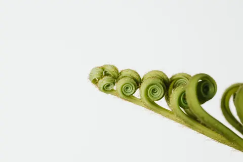 Fern Leaf 4K Wallpaper · flowers · 3840×2560
