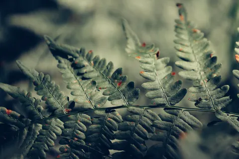 Fern Leaf 4K Wallpaper · flowers · 3840×2560
