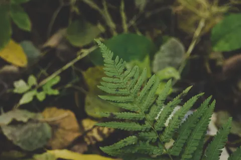 Fern Leaf 4K Wallpaper · flowers · 3840×2553