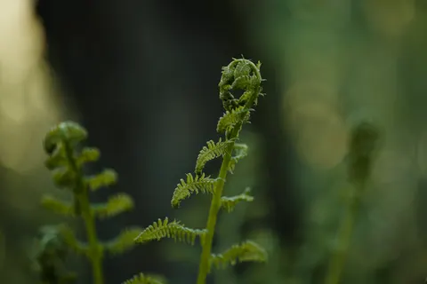 Fern Leaf 4K Wallpaper · flowers · 3840×2560