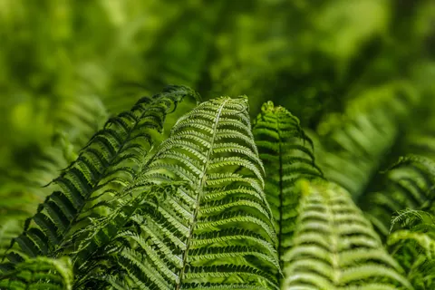 Fern Leaf 4K Wallpaper · flowers · 3840×2560