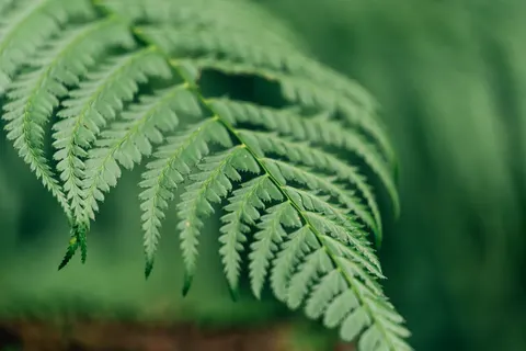 Fern Leaf 4K Wallpaper · flowers · 3840×2560
