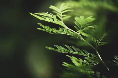 Fern Leaf 4K Wallpaper · flowers · 3840×2560