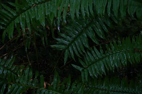 Fern Leaf 4K Wallpaper · flowers · 3840×2560