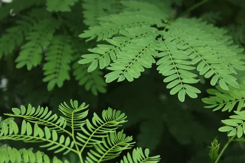 Fern Leaf 4K Wallpaper · flowers · 3840×2560
