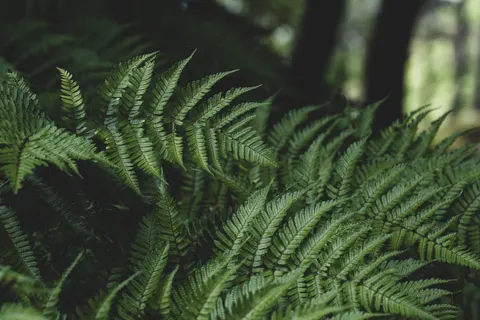 Fern Leaf 4K Wallpaper · flowers · 3840×2560