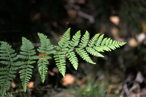 Fern Leaf 4K Wallpaper · flowers · 3840×2558
