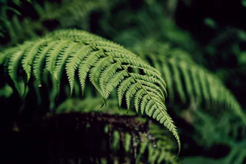 Fern Leaf 4K Wallpaper · flowers · 3840×2560