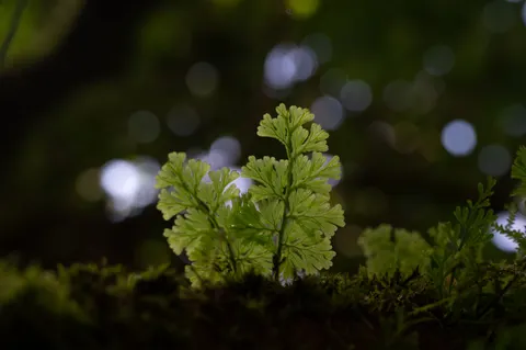 Fern Leaf 4K Wallpaper · flowers · 3840×2555