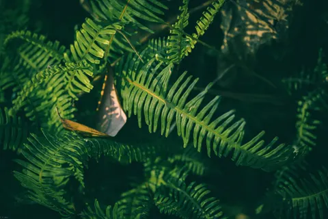 Fern Leaf 4K Wallpaper · flowers · 3840×2563