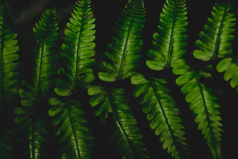 Fern Leaf 4K Wallpaper · flowers · 3840×2560