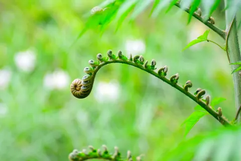 Fern Leaf 4K Wallpaper · flowers · 3840×2560