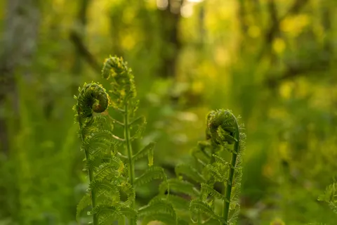 Fern Leaf 4K Wallpaper · flowers · 3840×2560