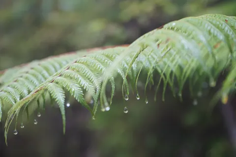 Fern Leaf 4K Wallpaper · flowers · 3840×2560