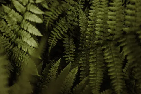 Fern Leaf 4K Wallpaper · flowers · 3840×2560